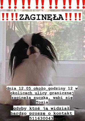 W Łodzi zaginęła suczka rasy Chin Japoński. Właścicielka - przyjaciółka Krzysztofa Rutkowskiego - prosi o pomoc w odnalezieniu