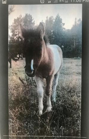 [VIDEO] Bezprawnie zabrane zwierzęta i bezprawia ciąg dalszy! Poszkodowana Malwina Kozak prosi o pomoc Krzysztofa Rutkowskiego