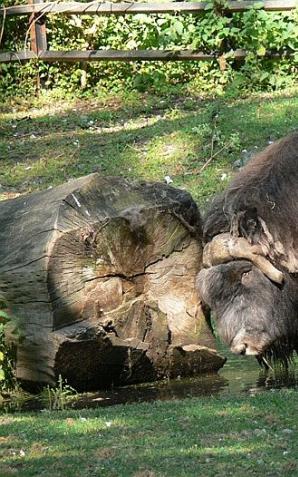 Ferie zimowe w warszawskim zoo