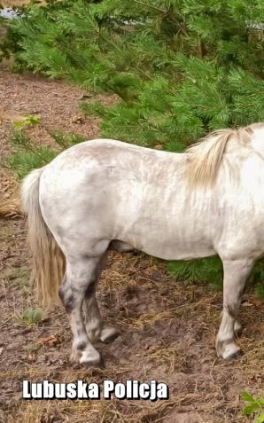 Biegną konie po… krajówce – policjanci zaopiekowali się kucykiem, który uciekł właścicielowi